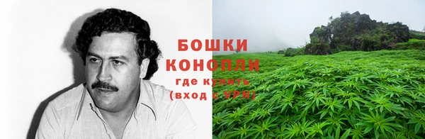 прущие грибы Вязьма